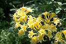 Azalea 'Narcissiflora'